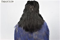臺灣藍鵲藏品圖，第9張